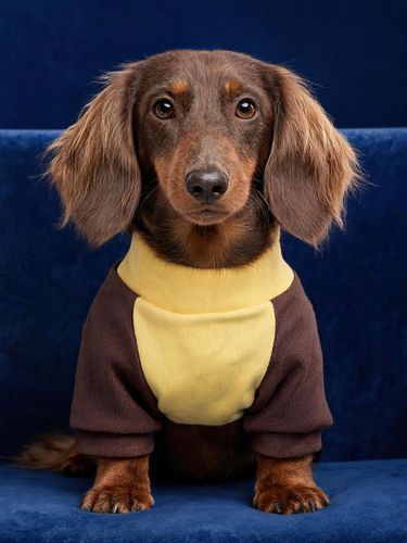 Pull-over chaud et doux pour chien sweat-shirt à col montant color block pour petits chiens teckels - milanoo.com - Modalova
