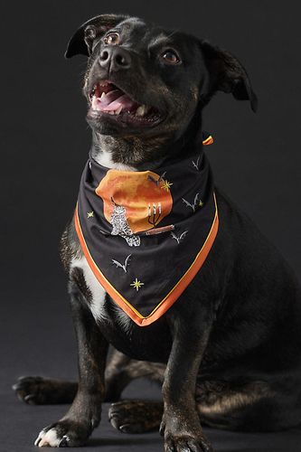 Bandana d'Halloween pour animal de compagnie en chez - Anthropologie - Modalova