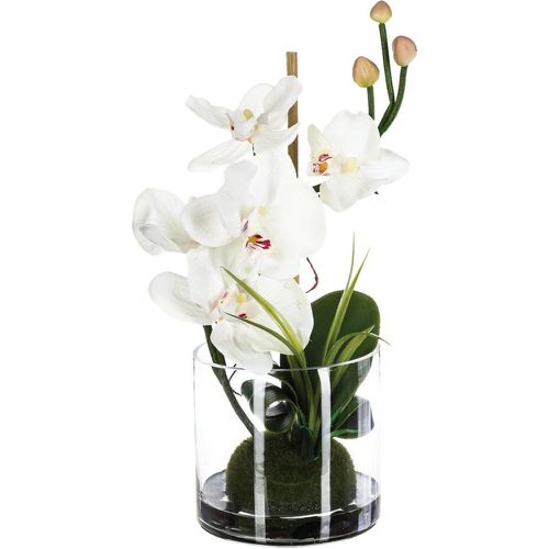 Composition orchidée en vase H37 - 3S. x Home - Modalova