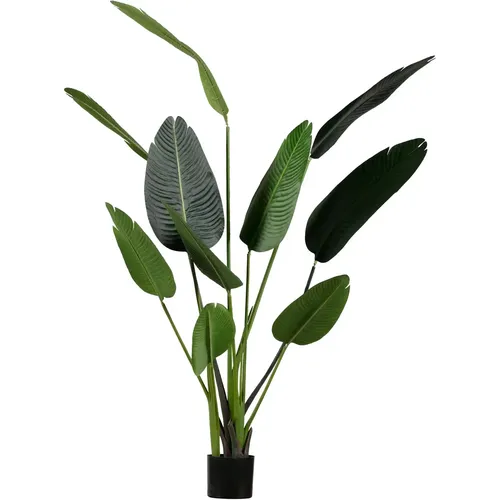 Plante d'intérieur Strelitzia - Woood - Modalova