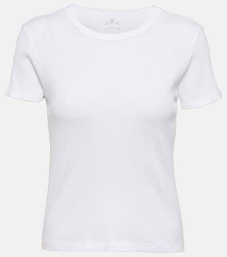 Velvet T-shirt Brenny en coton - Velvet - Modalova