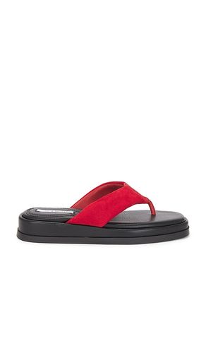 SANDALES BELLA en ,. Taille 5. Also en 7, 8.5 - Steve Madden - Modalova