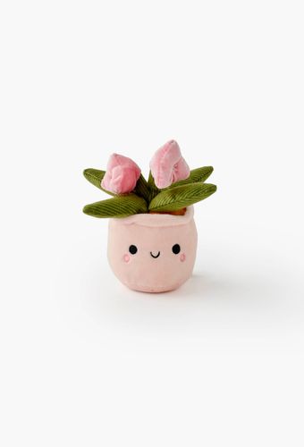 Assortiment 12 Plantes Bobballs 12cm - KONTIKI - Modalova