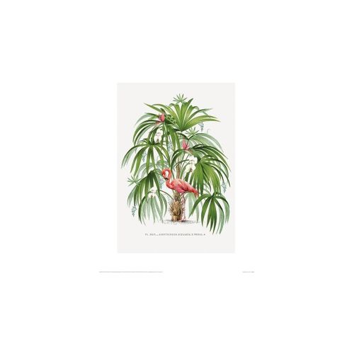 Affiches, posters 40 cm x 50 cm PM4617 - Summer Thornton - Modalova