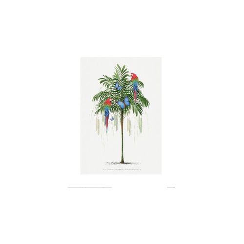 Affiches, posters 60 cm x 80 cm PM4623 - Summer Thornton - Modalova