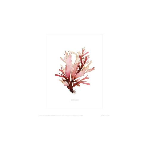 Affiches, posters 40 cm x 50 cm PM4626 - Summer Thornton - Modalova