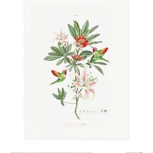 Affiches, posters 40 cm x 50 cm PM4765 - Summer Thornton - Modalova